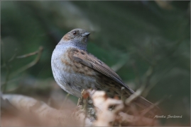 <p>PĚVUŠKA MODRÁ (Prunella modularis) ---- /Dunnock – Heckenbraunelle/</p>